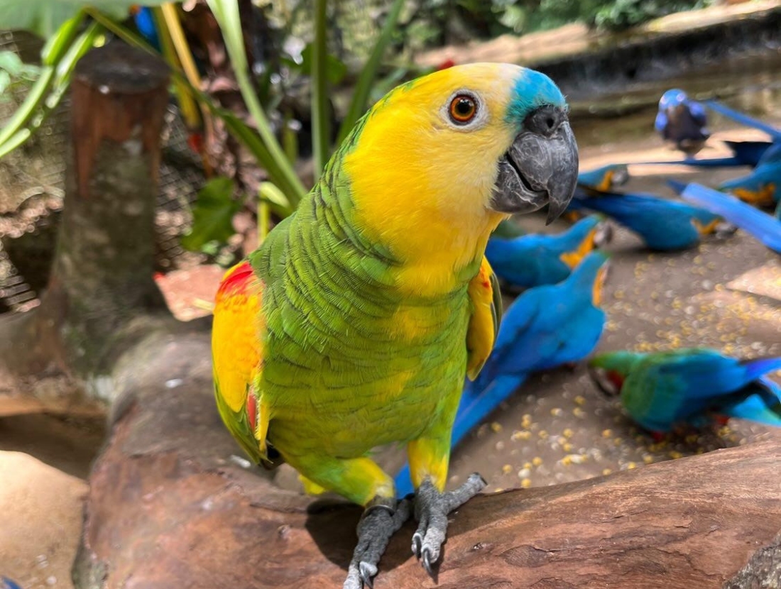 Parque das Aves
